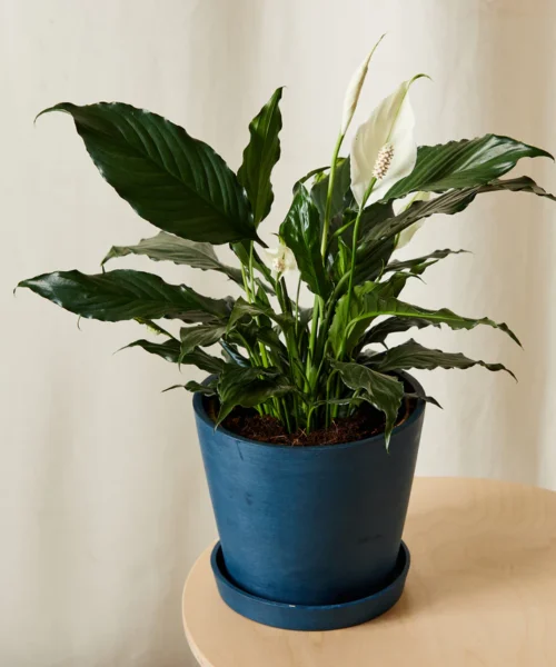Peace Lily